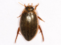 Rhantus frontalis